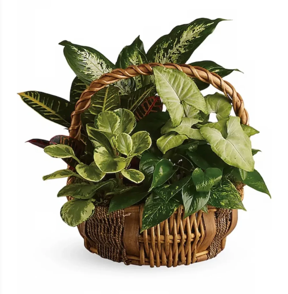 verdant harmony plant basket