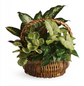 verdant harmony plant basket