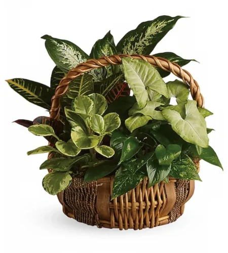 verdant harmony plant basket